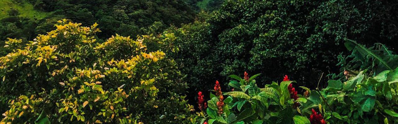 Understanding Specialty vs. Commercial Coffee: What’s the Difference?