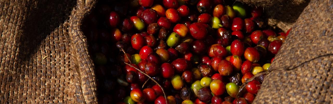 The Journey of Ethiopian Coffee: From Farm to Port